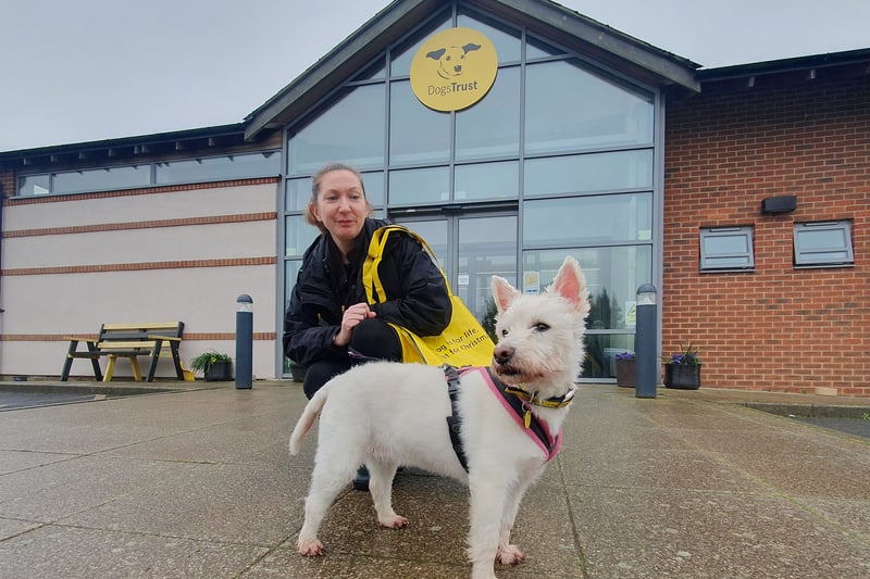 One of the lucky pups to be adopted this month was 10-year-old West Highland Terrier Betty, who was recently handed over due to the declining health of her owner. Thankfully, she was quickly adopted and is now
loving life in her new home.