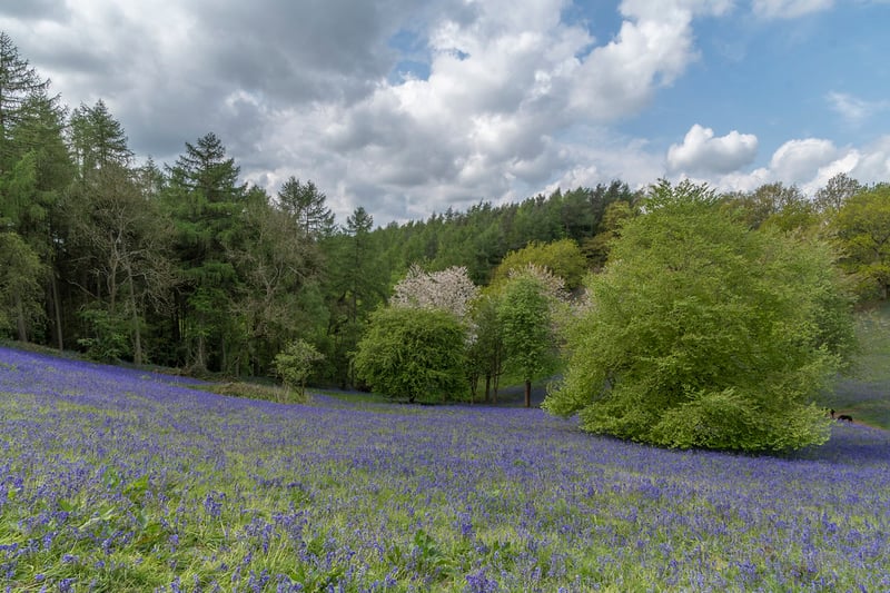 Climb to the top for breathtaking views of the surrounding countryside. Bluebells carpet the woodland floor, creating a serene atmosphere.