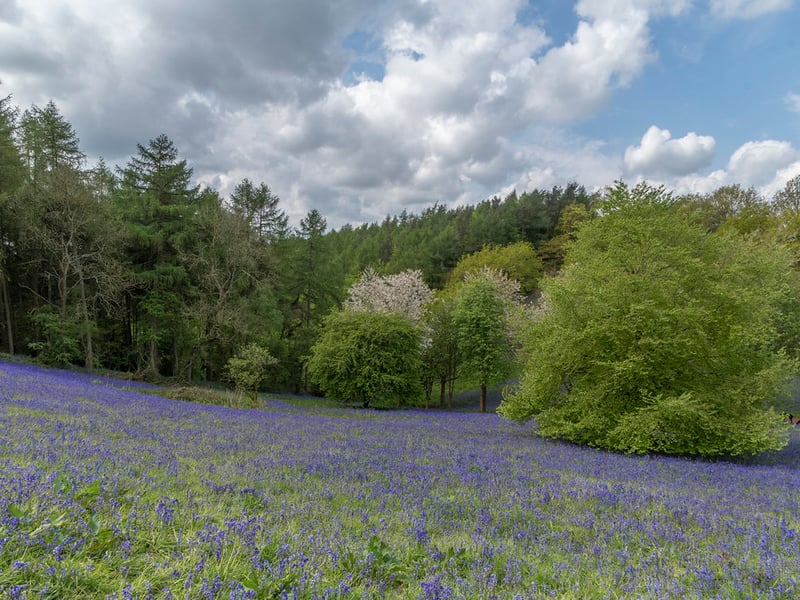 Climb to the top for breath-taking views of the surrounding countryside. Bluebells carpet the woodland floor, creating a serene atmosphere.
Location:Nimmings Wood Car Park, Hagley Wood Lane, Near Romsley, Worcestershire