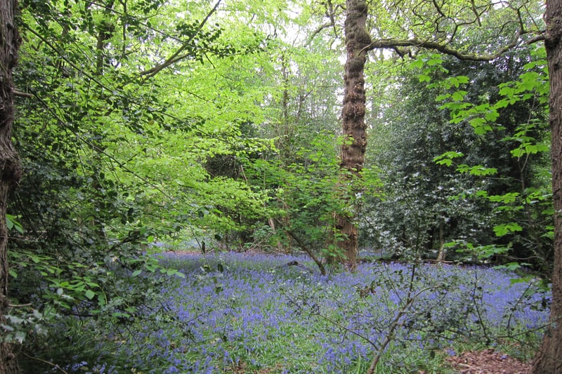 J.R.R. Tolkien Connection: This nature reserve inspired the “Old Forest” in Tolkien’s “The Lord of the Rings.” Wander through bluebell-filled glades and ancient woodlands.