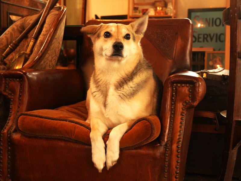 I enjoyed meeting Sweep, who is pictured here sitting proudly on an armchair in Deeside Antiques Emporium. The piece of furniture is one of many antiques found in this treasure trove market-style set up in an old church in Kincardine O'Neil. It's only been open for about a year, and each stand offers a unique collection, including a new one called 'Things With Strings' in the vestry which sells guitars, musicals instruments, vinyls and retro posters. The village is said to be the oldest in Royal Deeside.