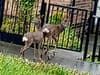 Watch: Beautiful video captures deer roaming the streets on Parson Cross estate, Sheffield