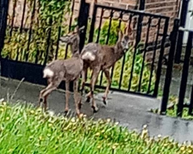 Deer caught on camera on Wheata Road, Parson Cross, Sheffield. Photo: Dan