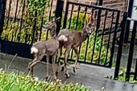 Deer caught on camera on Wheata Road, Parson Cross, Sheffield. Photo: Dan