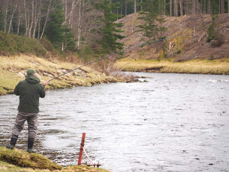 I learnt about the state of the rivers and the salmon population in Aberdeenshire while walking along the river Dee for several days. One ghillie, Robert Harper, was particularly helpful at sharing his insight and local knowledge of the area having worked on the river for almost 50 years. A fisherman who I met on the walk told me the salmon is like the canary in the coal mine for other species that rely on the river, including humans; if they go, others will too. There are multiple reasons playing into the demise of the Atlantic salmon, including human activity at sea, rivers warming up, and seals swimming upstream. Despite ghillies and those in the fishing community shouting for years about the need for better protection of the Atlantic salmon, it seems there's been a lack of urgency from government.