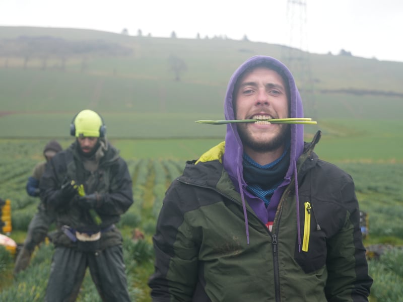 This is Alex, one of the daffodil pickers on a farm I went to stay on near Laurencekirk. The season for daffodil picking in Aberdeenshire runs from roughly the beginning of March until the beginning of April. The flowers have to be picked before they are in bloom. Many of the pickers I met had travelled up the country picking in different areas. They tend to start in Cornwall when the flowers are ready to be picked in January, then move up to Lincolnshire, then onto Scotland as the weather changes. One of the pickers from Dykelands Farm told me it was 11p per bunch, which has ten stems in each. Experienced pickers can make hundreds of pounds a day. I stayed in a caravan on site, one of many parked behind the farm which provide free accommodation for the seasonal workers. There were just three of us in one caravan, but as the sun sets, most of the pickers tend to gather in one for a few drinks after a day of about eight hours working in the fields.