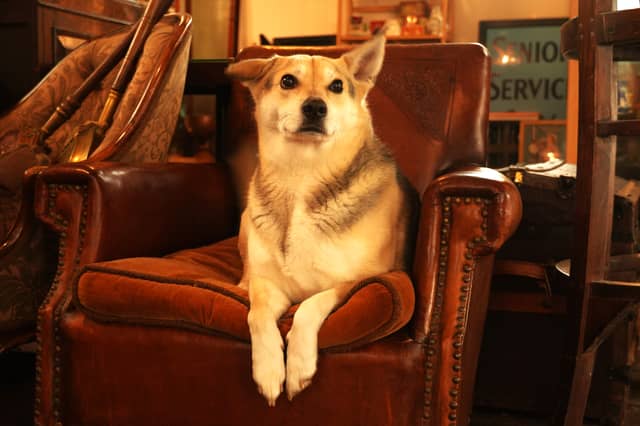 Sweep is the resident dog at an antique shop in Kincardine O'Neil, said to be Royal Deeside's oldest village