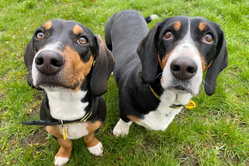 Dogs Trust: 17 beautiful dogs and puppies looking for their forever ...