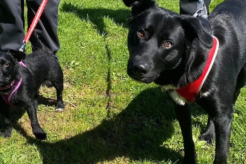Leela is a three-year-old Patterdale who is looking for a home with her best buddy Stitch who is a two-year-old Labrador x Husky. They are in a loving home together and are looking for a new forever home due to a change in circumstances. They are both house trained, walk nicely although Stitch can be strong at times and both travel well. Leela and Stitch adore playing together in the garden. Stitch loves playing fetch whilst Leela explores the bushes and sniffs along the walk. They have been well socialised and been brought up with children and cats.