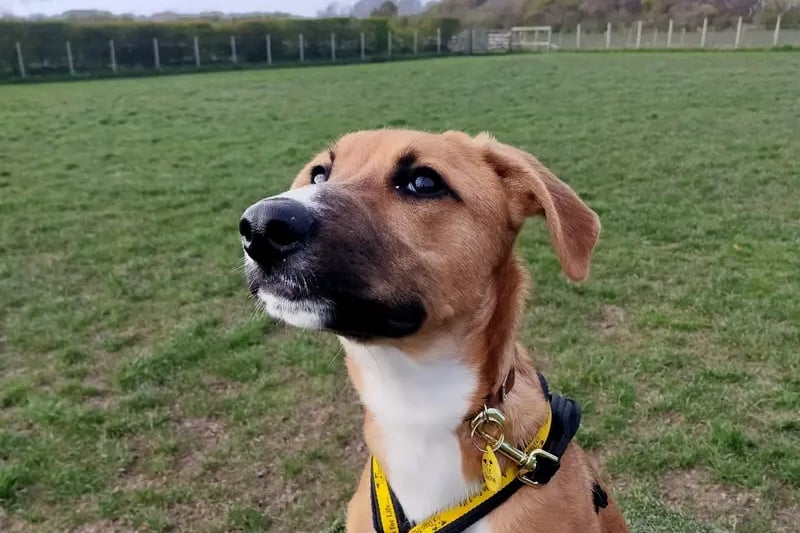 We do believe Riley is going to be a rather large Lurcher, given his paw size! Riley is a playful puppy, who will require lots of stimulation to keep his young mind busy. He would love a secure garden to play and relax in, this would also be beneficial for his continued toilet training. Riley knows some basic commands and has recently started recall training in a secure field. Riley has proved to be a couch potato within the home and will settle down for affection and lounge about on the furniture in weird sighthound positions. Riley could live with confident children, who are used to larger breed dogs. Riley can also live with another playful dog. Riley would like someone to be around for most of the day while he settles, he is happy for approx 1 hour in his foster home at present, so adopters will need to work on time left alone at a pace this big puppy is comfortable with.