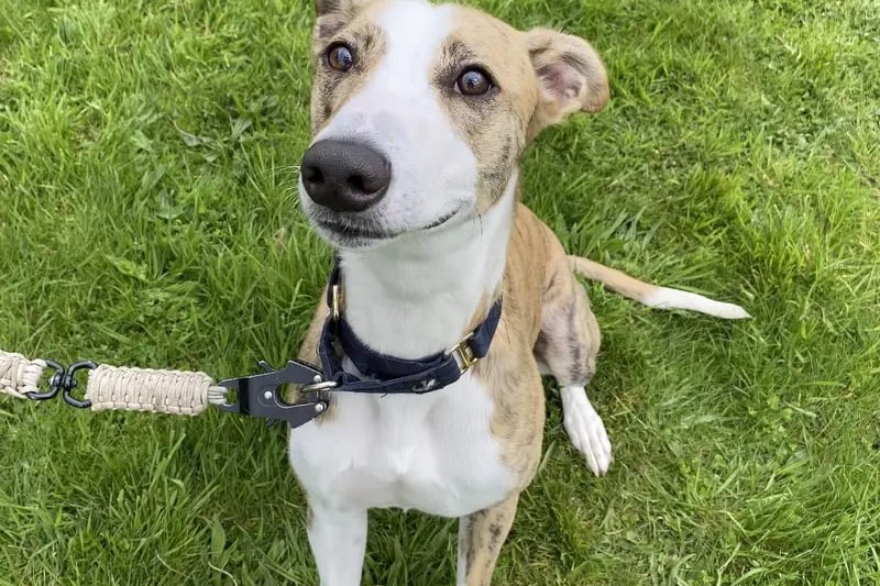 Ronnie would enjoy a home where he can get out for an active walk and then come home to get cosy on the sofa. He loves Beach walks, woodland walks and being out for a long time! He would like a secure garden to zoomie, relax and toileting. He loves toys, squeaky ones, balls and soft toys too. He is used to being fussed, petted, stoked and having his belly rubbed. He would like a home free of cats and small animals.