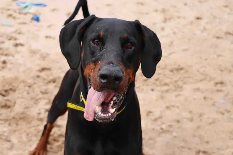 This handsome chap is pure amazingness! He has such a big heart and has so much love to give. Zeus loves spending time with his doggy and human pals and won’t miss an opportunity to lean in for a snuggle. He is eager when on the lead so will benefit from some training in this area along with a few other basics. Treats will aid this. Zeus enjoys his playtimes galloping around with his toys before settling down next you. A home with a garden will be ideal for this big lad. We have all fallen for this guy and we are sure it won’t be long before he steals your heart too!