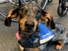 Sheffield-trained assistance sausage dog Chorizo graduates so wheelchair-using owner can now leave home alone