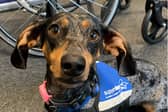 Chorizo, the UK's first dachshund assistance dog.