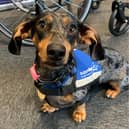 Chorizo, the UK's first dachshund assistance dog.