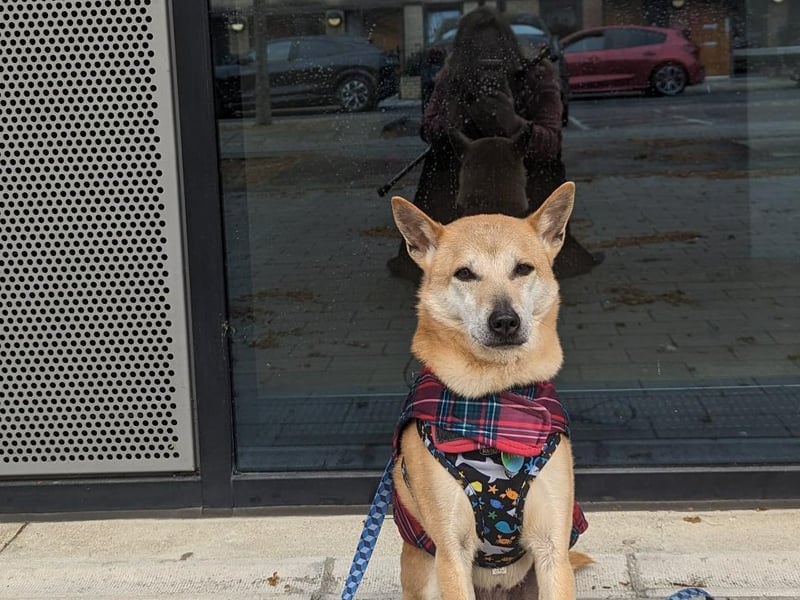 Sook's owner Kat Osthwaite said she's a former street dog from Thailand who has now lived in London for 8 years.
