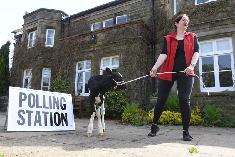 Suzy Ferrari-Topping re-moo-ving a neighbours calf from the polling station at Ferrari's Country House, Thornley, near Longridge.