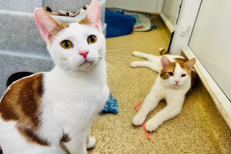 One-year-old Arthur and Molly are a closely bonded pair who are looking for a forever home together.
