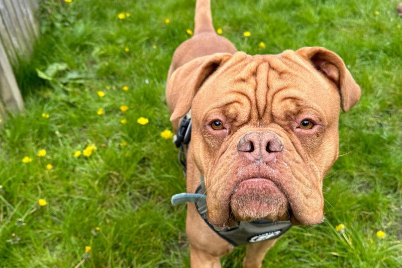 Lovable rogue Remmy is a one-year-old Dogue de Bordeaux with bundles of energy and joy. He can be giddy but is super focused too and is a great learner. Remmy, a big softy, would love a family who would be keen to carry on his training.