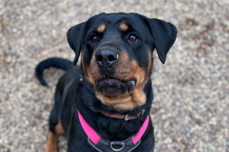 One-year-old Zena has a big, lovable personality and the best looking eyebrows around the animal centre. She would suit a family that is experienced with larger breeds.