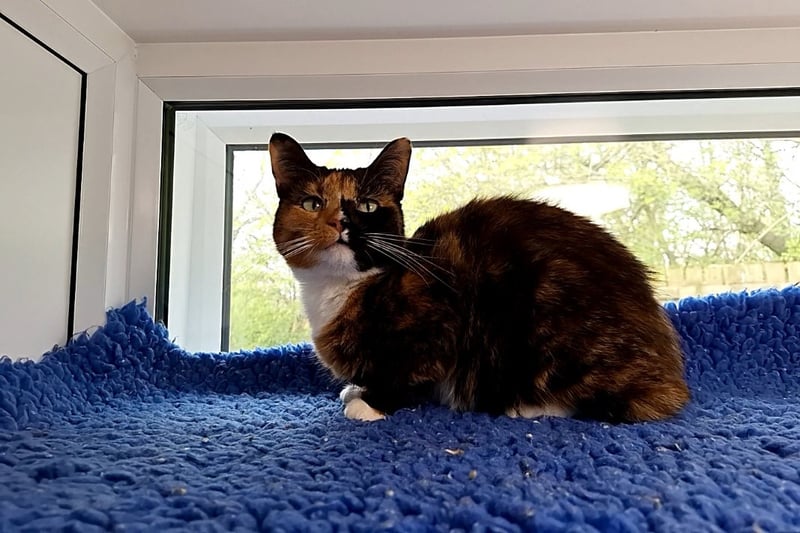 Six-year-old Pumpkin is loving and affectionate, but can be spooked by loud noises so would prefer a calm and quiet home, where she is the only cat.