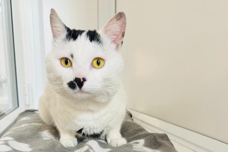 One-year-old Sam was found locked up in a pet carrier next to some dustbins. He was scared and unsure, but since being at the animal centre, he's settled in and is loving the home comforts. He would be a great addition to any household and be happy to teach everyone the art of relaxation.