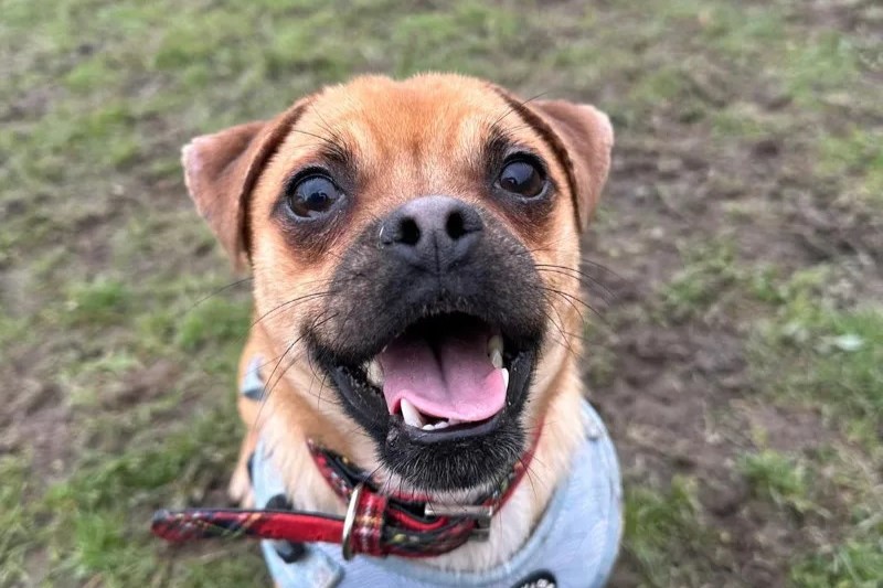 Mini Milo is a one-year-old Jug (JRT x Pug) with a happy-go-lucky attitude. He would suit and active family to keep him busy and entertained, but would need to be the only pet in the house.