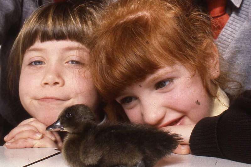 This extra-cute duckling stole the hearts of the pupils at St Joseph's Primary School in March 1990.