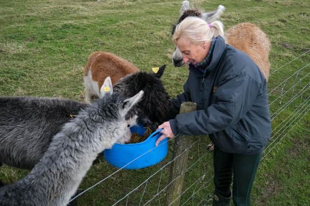 Owner Elaine Sharp feeding the animals at Mayfield Alpacas, in Ringinglow, Sheffield
