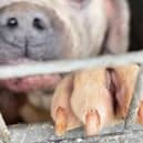 22 XL Bullies have been seized by police in a raid on a Sheffield breeder. Sadly, six of the dogs had to be put to sleep.
