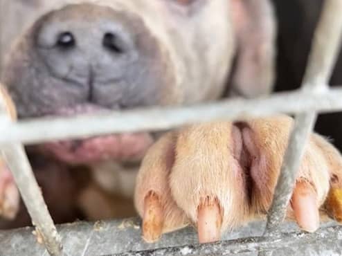 22 XL Bullies have been seized by police in a raid on a Sheffield breeder. Sadly, six of the dogs had to be put to sleep.