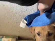 Man rescues adorable puppy trapped between walls.
