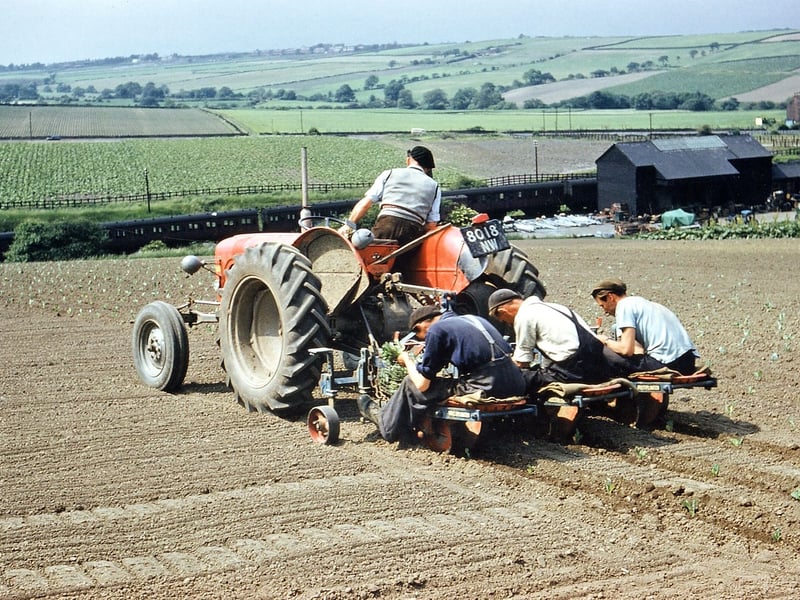 a three man team riding behind a tractor planting cauliflowers in a field near Lister Cottages, by St. Bernard's (Gildersome) railway station. More rows of vegetables can be seen between the railway line and Gelderd Road (A62) seen in the distance. Pictured in June 1960.