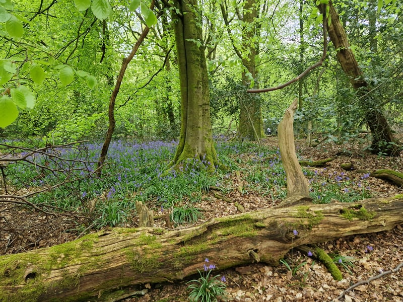 A great place to see bluebells in the West Midlands. During peak season between April and May.