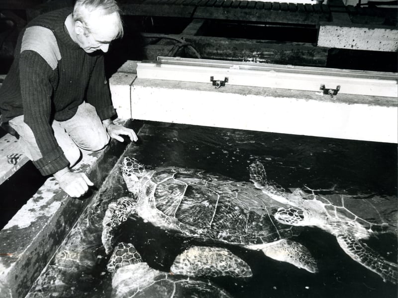 Blackpool Tower Aquarium. Undersea World foreman Harry Willacy with giant turtles October 1988