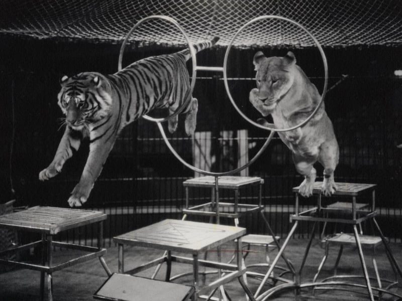 Tower Circus, 1988