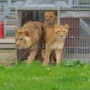 Lion cubs Emi, Teddi and Santa have been released into their outdoor enclosure at the Yorkshire Wildlife Park, Doncaster, for the first time since arriving from Poznan Zoo, in Poland. Picture date May 7, 2024. Credit: Yorkshire Wildlife Park