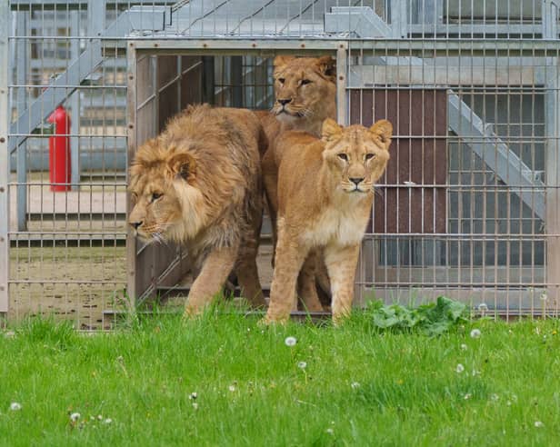 Lion cubs Emi, Teddi and Santa have been released into their outdoor enclosure at the Yorkshire Wildlife Park, Doncaster, for the first time since arriving from Poznan Zoo, in Poland. Picture date May 7, 2024. Credit: Yorkshire Wildlife Park