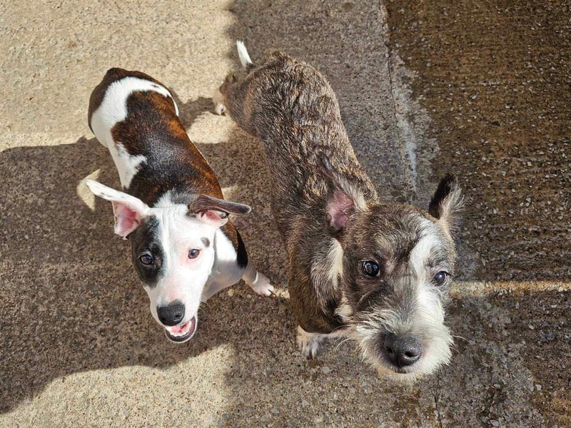 The pup on the left was sadly brought into kennels after being thrown out of a moving car with her sister (on the right, who has now luckily been rehomed!). She is quite timid and nervous. She is around 6 months old, and once she trusts you is very sweet and loving. She gets along well with her sister, but other than her, a quiet home without other pets or children is best suited to her. 