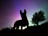 Magical image captures silhouette of South Yorkshire Police dog against glow of Northern Lights