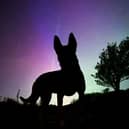 This spectacular picture, showing the silhouette of the patrolling pooch against the magical backdrop of the aurora borealis, was taken by officers working on South Yorkshire Police’s Operational Support Unit on Friday night (May 10), as a geomagnetic storm erupted, creating the best show of the Northern Lights in the UK for 20 years.