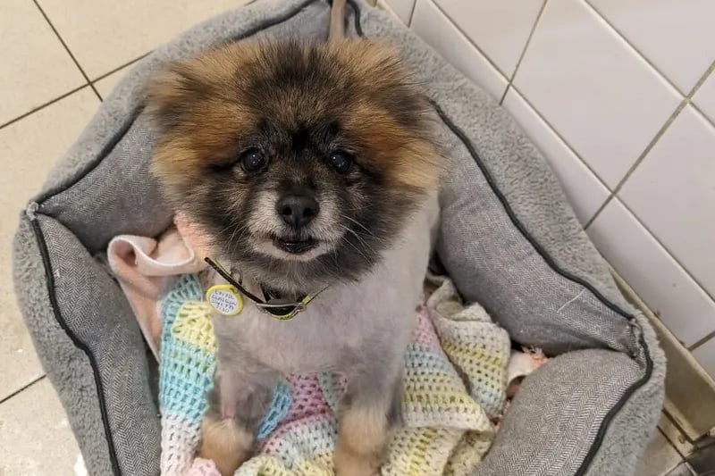 Micky is a marvellous wee Pomeranian who loves dogs and going for his daily walks. The 10-year-old does unfortunately have a medical condition which the Dogs Trust vet can explain more about. 
