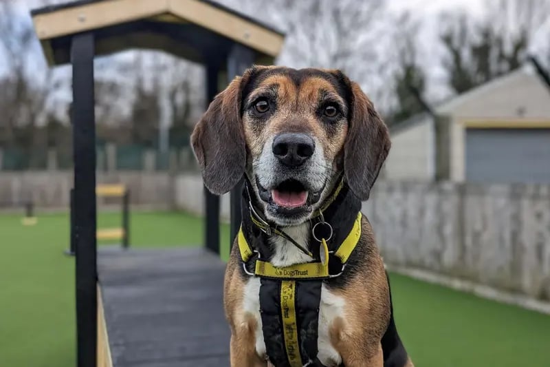 Milo is a happy hound who is looking for a very active family who love hiking and long walks. He will need training from his new family as he struggles to be left alone at home. 