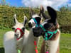 Graves Park Animal farm to offer llama trekking in Sheffield for limited time