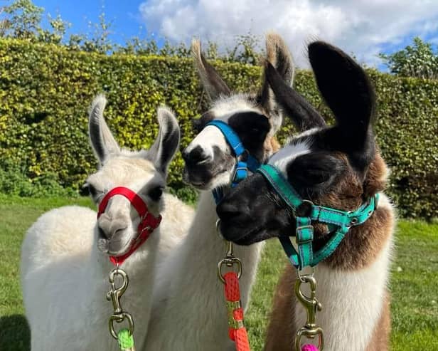 Graves Park Animal farm offers llama trekking throughout the summer.