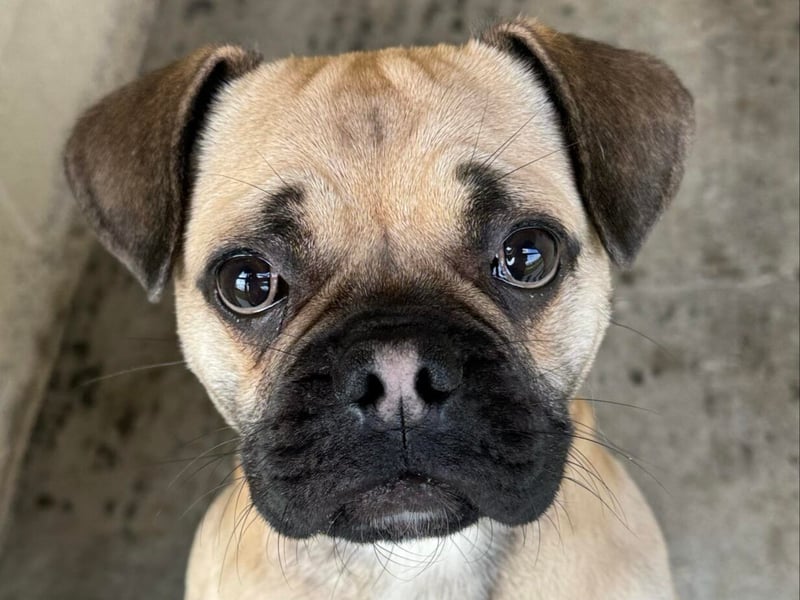 Little Kevin is a Pug cross, possibly Frenchie, and is only around 8-10 months old! He loves to be close to 'his person' for cuddles. Kevin would love a home where he will have plenty of company, but will settle in a crate for an hour or two. As he’s young, he will need a home where he will get a decent amount of exercise, but within reason for his breed type. He’s just such a lovely little boy who wants to be loved.