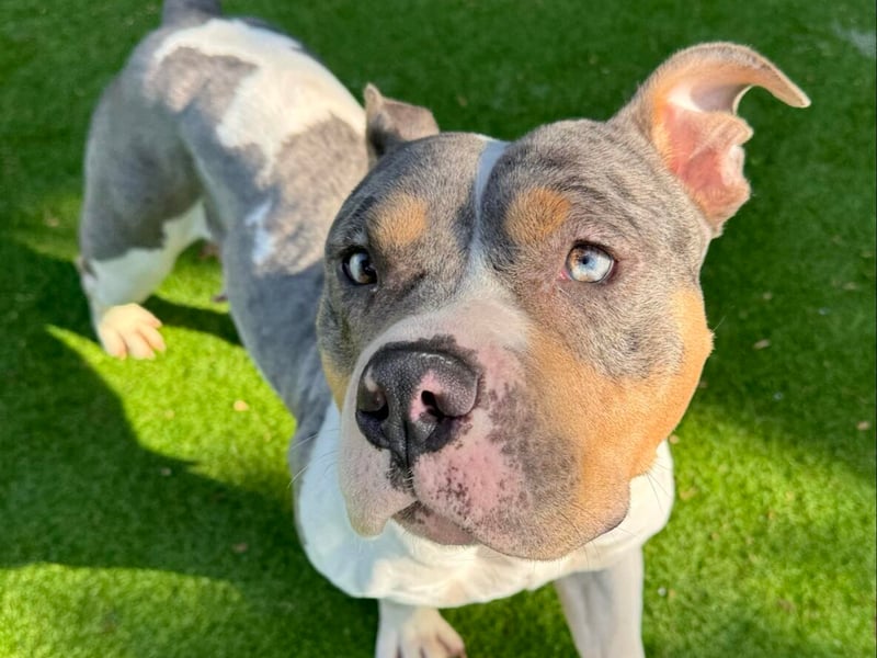 This squishy-faced girl is Minnie, and she is looking for a Bully breed loving forever home. She is a Standard/Pocket Bully type breed (she has been assessed by police, and confirmed as not XL). Minnie is a typical friendly Bully who has been no trouble at all since arriving at HYPS. She can be a bit boisterous at times, so would be best in a child free home. Her dream home would have a secure garden for her to play and sunbathe in this summer. She’s a little stunner who will blossom in the right home.
