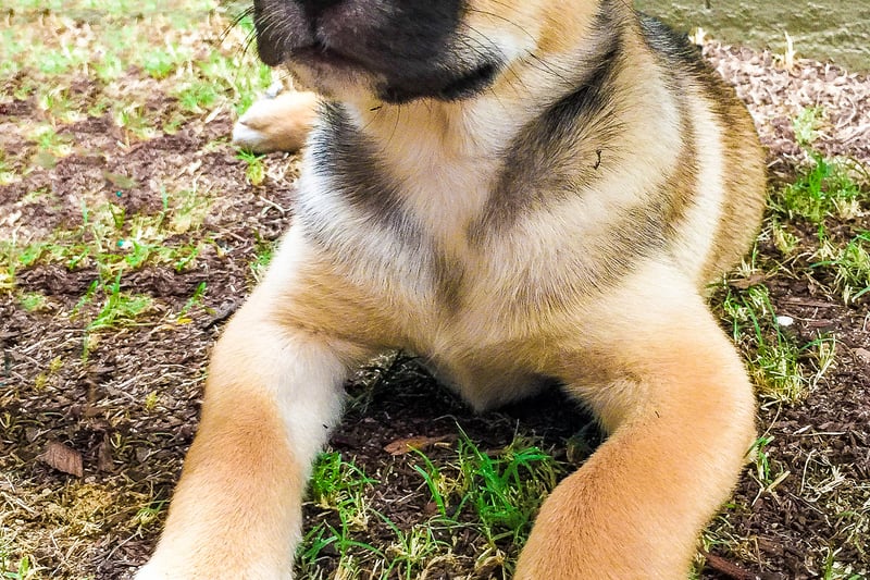 Nala ranked 11th and was a top choice among German Shepherd owners.