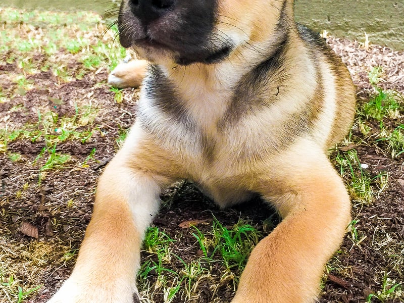 Nala ranked 11th and was a top choice among German Shepherd owners.