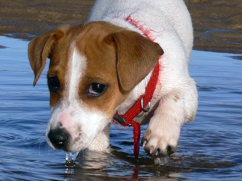 Lola ranked seventh and was a popular name for Jack Russells, Labrador Retrievers, Golden Retrievers and Staffies.